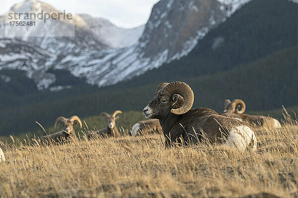 Rocky Mountain Dickhornschaf-Wilde (Ovis canadensis)  Jasper National Park  UNESCO-Weltkulturerbe  Alberta  Kanadische Rockies  Kanada  Nordamerika