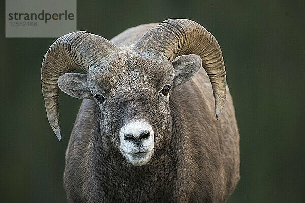 Rocky Mountain Dickhornschaf-Widder (Ovis canadensis)  Jasper National Park  Alberta  Kanadische Rockies  Kanada  Nordamerika