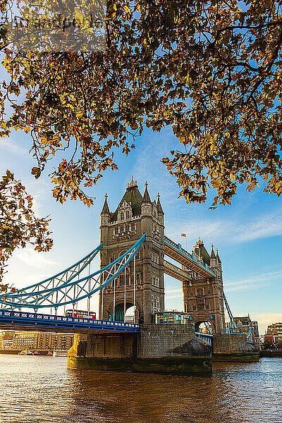 Herbstsonnenaufgang im Park des Tower of London  mit Tower Bridge  London  England  Vereinigtes Königreich  Europa