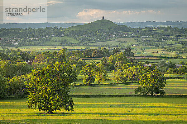 Ländliche Landschaft der Somerset Levels im Sommer in der Nähe von Glastonbury Tor  Somerset  England  Vereinigtes Königreich  Europa