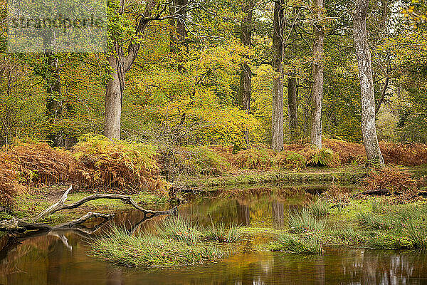 Herbstlaub am Ufer des Black Water River im New Forest National Park  Hampshire  England  Vereinigtes Königreich  Europa