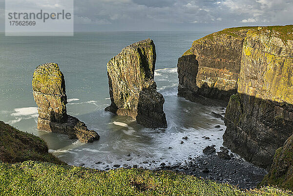 Elegug Stacks in Castlemartin  Pembrokeshire Coast National Park  Wales  Vereinigtes Königreich  Europa