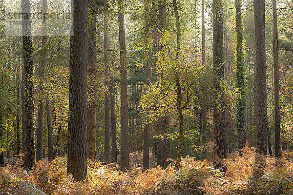 Sonnige Herbst-Waldszene  New Forest  Hampshire  England  Vereinigtes Königreich  Europa