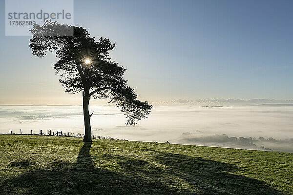 Einsame Kiefer auf einem Hügel an einem nebligen  sonnigen Herbstmorgen  Devon  England  Vereinigtes Königreich  Europa