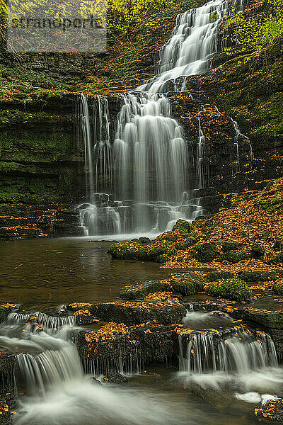 Scaleber Force Wasserfall im Herbst  Yorkshire Dales National Park  North Yorkshire  England  Vereinigtes Königreich  Europa