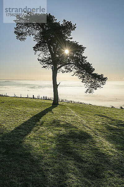 Einsame Kiefer auf einem Hügel an einem nebligen  sonnigen Herbstmorgen  Devon  England  Vereinigtes Königreich  Europa