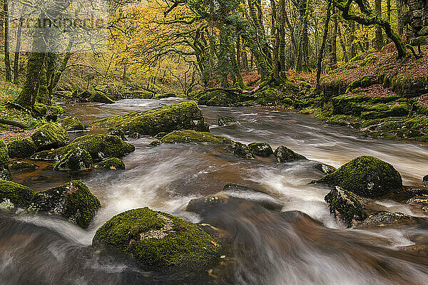Der felsige Fluss Plym fließt durch einen herbstlichen Cadworthy Wood  Dartmoor National Park  Devon  England  Vereinigtes Königreich  Europa