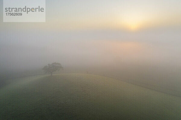 Einsamer Baum auf dem Hügel bei Sonnenaufgang an einem nebligen Sommermorgen  Devon  England  Vereinigtes Königreich  Europa