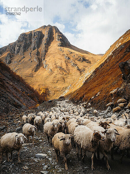 Eine Schafherde auf dem Weg durch das Truso-Tal  Kazbegi  Georgien (Sakartvelo)  Zentralasien  Asien