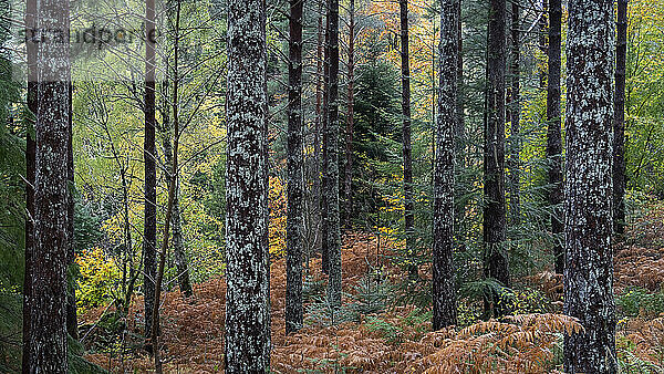 Herbstfarben im Lael Forest  in der Nähe von Ullapool  Ross and Cromarty  Schottische Highlands  Schottland  Vereinigtes Königreich  Europa