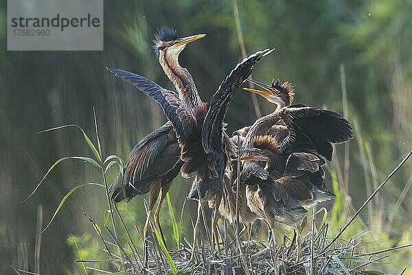 Purpurreiher (Ardea purpurea) am Nest mit Jungtieren  Baden-Württemberg  Deutschland  Europa