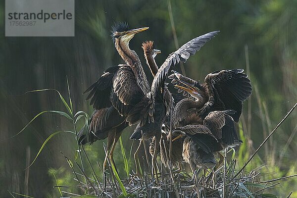 Purpurreiher (Ardea purpurea) am Nest mit Jungtieren  Baden-Württemberg  Deutschland  Europa