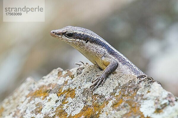 Wrights Skink (Mabuya wrightii)  Praslin  Seychellen  Afrika