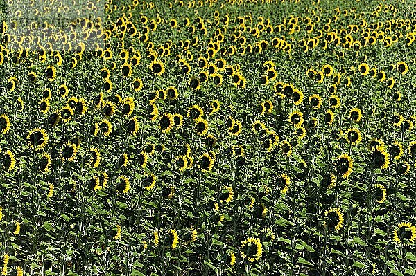 Sonnenblumenfeld  Sonnenblumen (Helianthus annuus)  Landschaft südlich von Montepulciano  Toskana  Italien  Europa