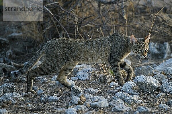 Afrikanische Wildkatze (Felis silvestris lybica)  männliches Tier  Etosha Nationalpark  Namibia  Afrika
