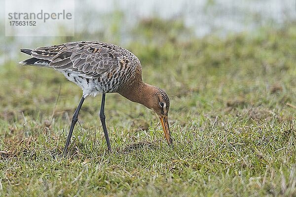 Schwarzschwänzige Uferschnepfe (Limosa limosa)  Niedersachsen  Deutschland  Europa