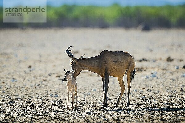 Südafrikanische Kuhantilope (Alcelaphus buselaphus caama)  weibliches Tier mit Kalb  Etosha Nationalpark  Namibia  Afrika