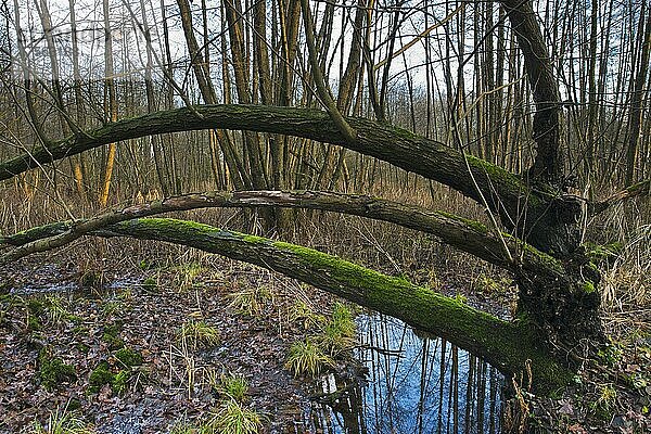 Erlenbruchwald (Alnus glutinosa)  Emsland  Niedersachsen  Deutschland  Europa