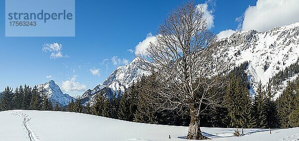 Winterlandschaft  hinten Admonter Reichenstein  auf dem Weg zur Ebner Alm  Johnsbacher Almenrunde  Nationalpark Gesäuse  Steiermark  Österreich  Europa