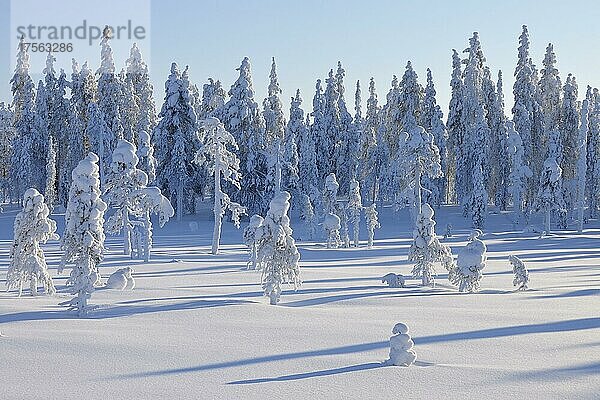 Schneebedeckte Landschaft im Winter  Posio  Kuusamo  Nordösterbotten  Pohjois Pohjanmaa  Finnland  Suomi  Europa