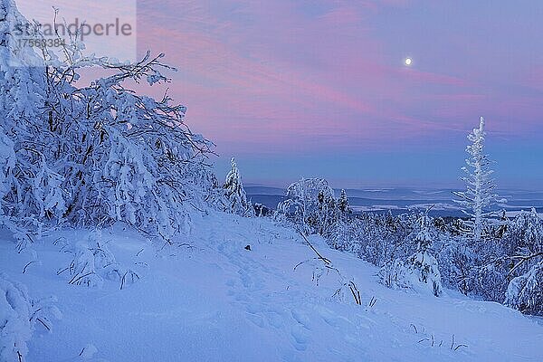 Schneebedeckte Winterlandschaft in der Morgendämmerung. Großer Feldberg  Frankfurt  Taunus  Hessen  Deutschland  Europa