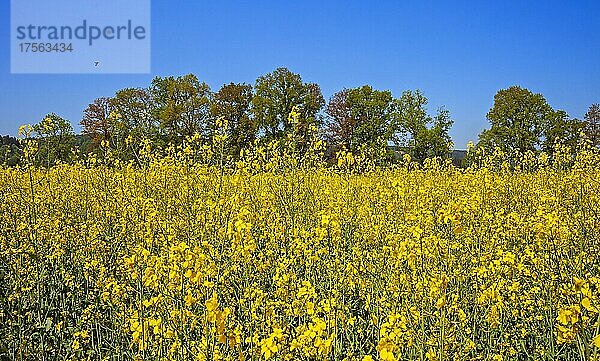 Raps (Brassica napus) blühendes Feld am Waldrand  Oberbayern  Bayern  Deutschland  Europa