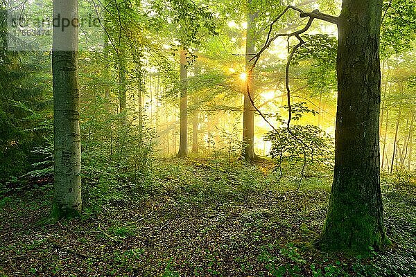 Lichtdurchfluteter Laubwald im warmen Licht der Morgensonne  Sonne strahlt durch Nebel  Buchen und Ahorn  Thüringer Schiefergebirge  bei Bad Lobenstein  Thüringen  Deutschland  Europa