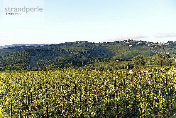 Weinberge  Landschaft im Val d'Orcia  Orcia-Tal  nahe Montepulciano  Toskana  Italien  Europa