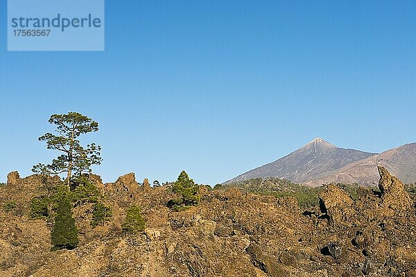 Kanarenkiefern (Pinus canariensis) und Felsen vor dem Teide  Teide Nationalpark  Teneriffa  Spanien  Europa