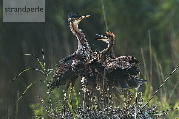 Purpurreiher (Ardea purpurea) am Nest mit Jungtieren  Baden-Württemberg  Deutschland  Europa