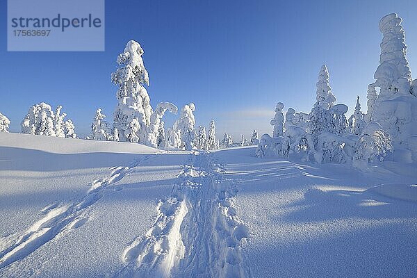 Schneeschuh weg  Winter  Rukatunturi  Ruka  Kuusamo  Nordösterbotten  Suomi  Finnland  Europa