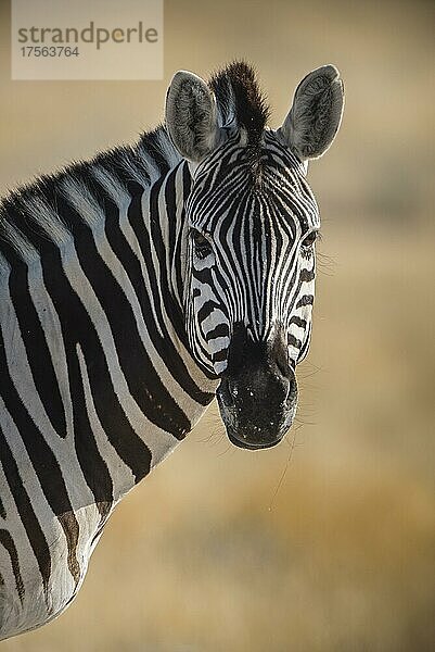 Steppenzebra (Equus burchelli)  Etosha-Nationalpark  Namibia  Afrika