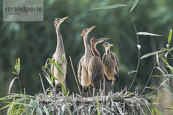 Purpurreiher (Ardea purpurea)  Nest mit Jungtieren  Baden-Württemberg  Deutschland  Europa