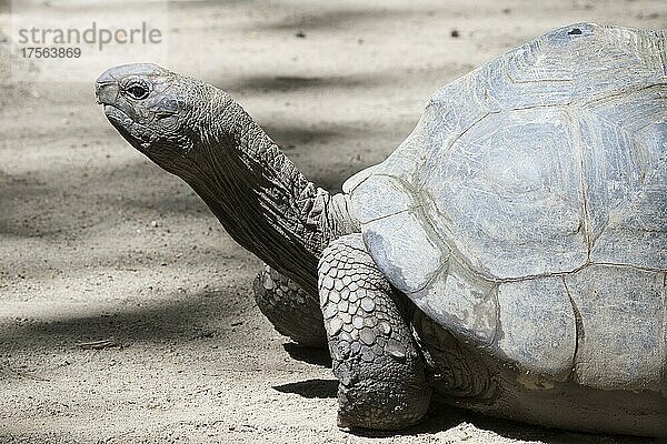 Aldabra Riesenschildkröte (Aldabrachylis gigantea)  Mahe  Seychellen  Afrika