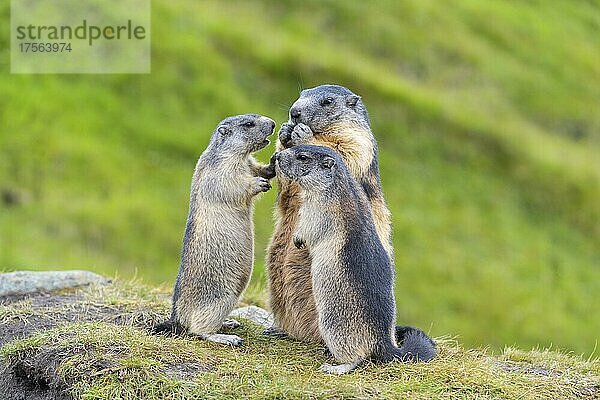 Alpenmurmeltier (Marmota marmota)  adult mit zwei Jungtieren  Nationalpark Hohe Tauern  Österreich  Europa