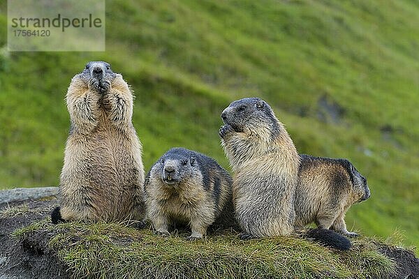 Alpenmurmeltier (Marmota marmota)  Tiergruppe  Nationalpark Hohe Tauern  Österreich  Europa
