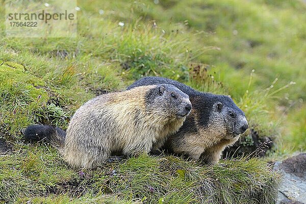 Alpenmurmeltier (Marmota marmota)  zwei Tiere  Nationalpark Hohe Tauern  Österreich  Europa