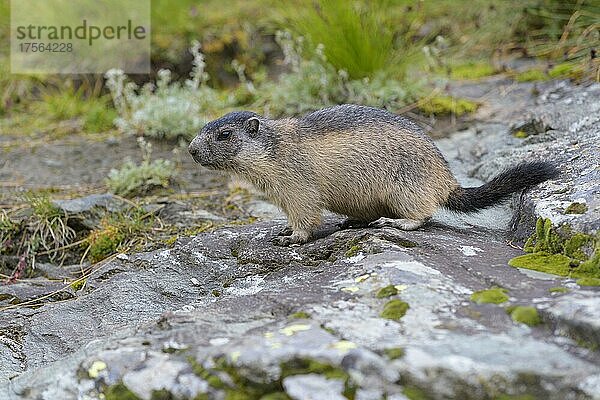 Alpenmurmeltier (Marmota marmota)  jung  Nationalpark Hohe Tauern  Österreich  Europa