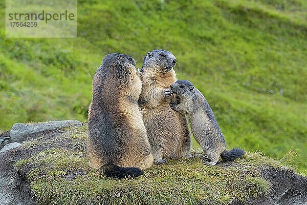 Alpenmurmeltier (Marmota marmota)  zwei adulte Tiere mit Jungtieren  Nationalpark Hohe Tauern  Österreich  Europa