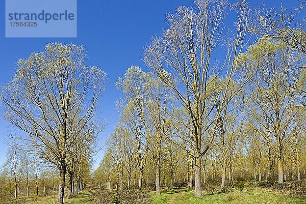 Weidenbaum (Salix) Pflanzung  Bromeswell  Suffolk  England  UK
