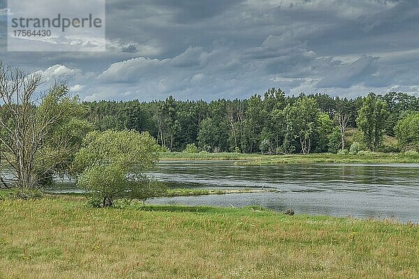 Fluss Oder nahe Ziltendorf  Brandenburg  Deutschland  Europa