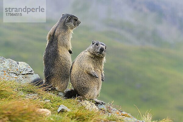 Alpenmurmeltier (Marmota marmota)  zwei Jungtiere stehend  Nationalpark Hohe Tauern  Österreich  Europa