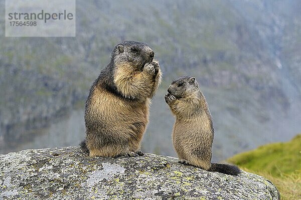 Alpenmurmeltier (Marmota marmota)  adult mit Jungtier  Nationalpark Hohe Tauern  Österreich  Europa