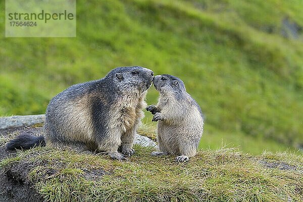 Alpenmurmeltier (Marmota marmota)  adult mit Jungtier  Nationalpark Hohe Tauern  Österreich  Europa