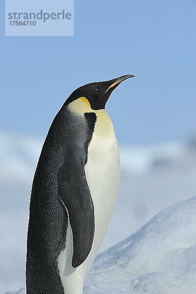 Kaiserpinguine (Aptenodytes forsteri)  Porträt  Snow Hill Island  Antarktische Halbinsel  Antarktis  Antarktika