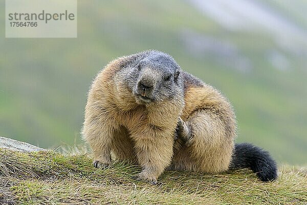 Alpenmurmeltier (Marmota marmota)  Kratzer  Nationalpark Hohe Tauern  Österreich  Europa