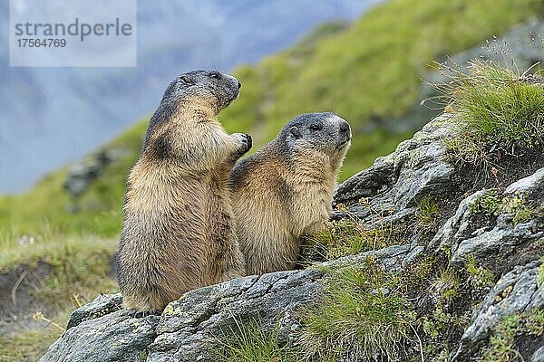 Alpenmurmeltier (Marmota marmota)  zwei adulte Tiere  Nationalpark Hohe Tauern  Österreich  Europa