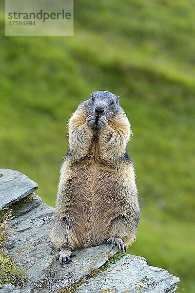 Alpenmurmeltier (Marmota marmota)  sitzend  Nationalpark Hohe Tauern  Österreich  Europa
