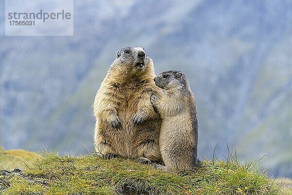 Alpenmurmeltier (Marmota marmota)  Nationalpark Hohe Tauern  Österreich  Europa