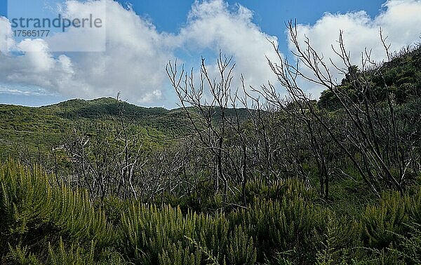 Nachwachsende Vegetation im Lorbeerwald nach Zerstörung des Waldes durch Waldbrand im Jahr 2012  verkohlte Bäume  Nationalpark Garajonay  La Gomera  Kanarische Inseln  Spanien  Europa